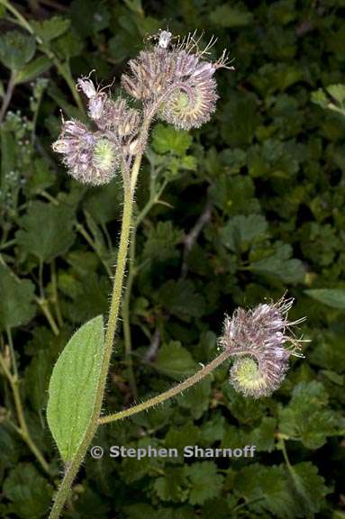 phacelia mutabilis 5 graphic